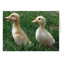 Pekin Ducklings Cards