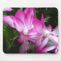 Christmas Cactus Flowers Photo Mouse Pad