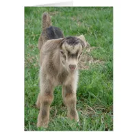 One-Day-Old Thunder All Occasions