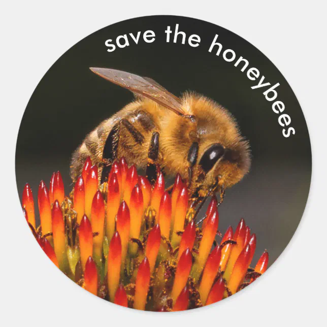 Save the Honeybees Pollinating Echinacea Classic Round Sticker