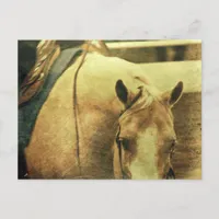 Western Palomino Postcard