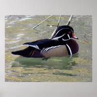 Male Wood Duck Poster