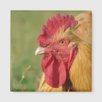 Buff Rooster Magnet