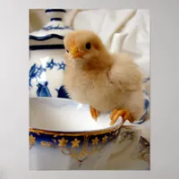 Buff Chick At Tea Poster