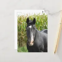 Beautiful Black Mare in Front of Corn Field Postcard