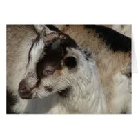 Goat Kid