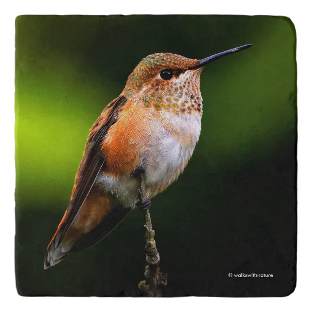 Adorable Rufous Hummingbird Poses on Branch Trivet