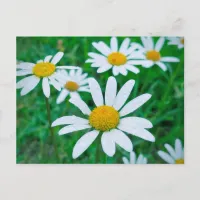 Oxeye Daisy Flowers Meadow Photo Photography Art Postcard