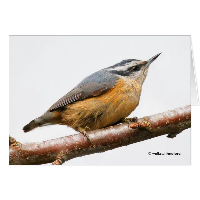 Beautiful Red-Breasted Nuthatch on a Branch