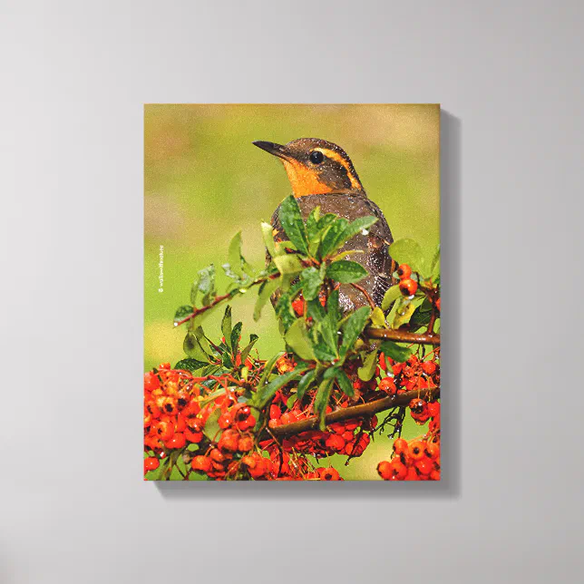 Lady Varied Thrush on the Pyracantha Bush Canvas Print