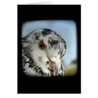 Pretty Pigeon