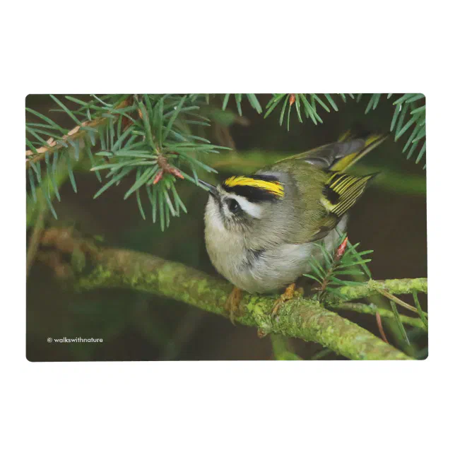 Cute Little Kinglet Causes a Stir in the Fir Placemat