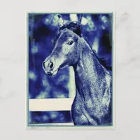 Blue Arabian  Postcard