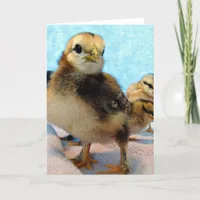 Boots and Friends, Chicks Card