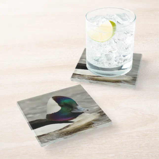 Curious Cute Bufflehead Duck on the Pond Glass Coaster