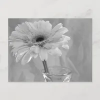 Black and White Daisy Postcard