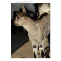 Alpine Dairy Goat Kids