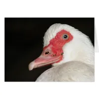 Blue-Eyed Beauty Muscovy Duck 
