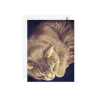 adorable grey tabby cat sleeping postcard