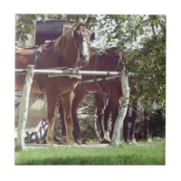 Amish Horses at the Hitching Post Around Apples Tile