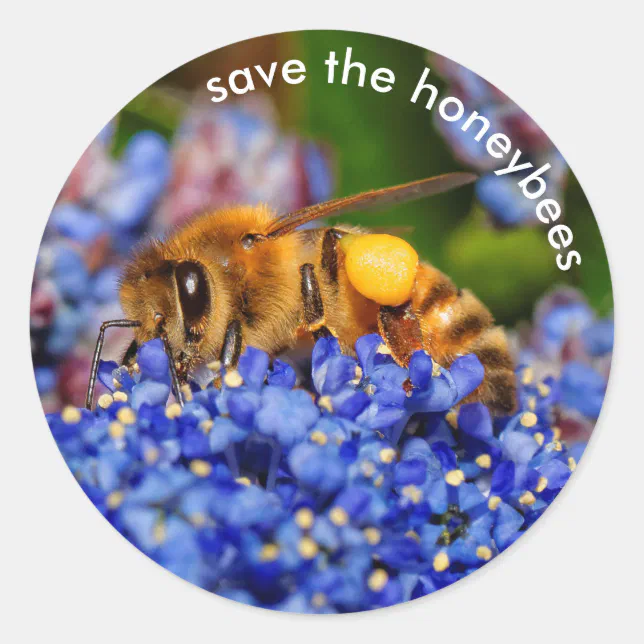 Save the Honeybees Pollinating California Lilac Classic Round Sticker