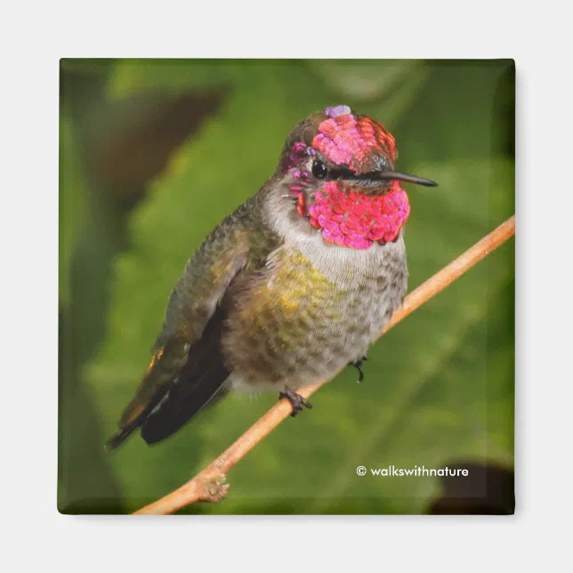 Anna's Hummingbird and His Pink Gorget Magnet