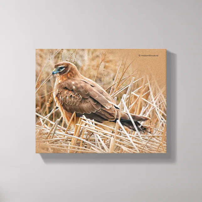 Beautiful Female Northern Harrier in the Marsh Canvas Print