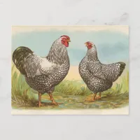Silver Laced Wyandottes Postcard
