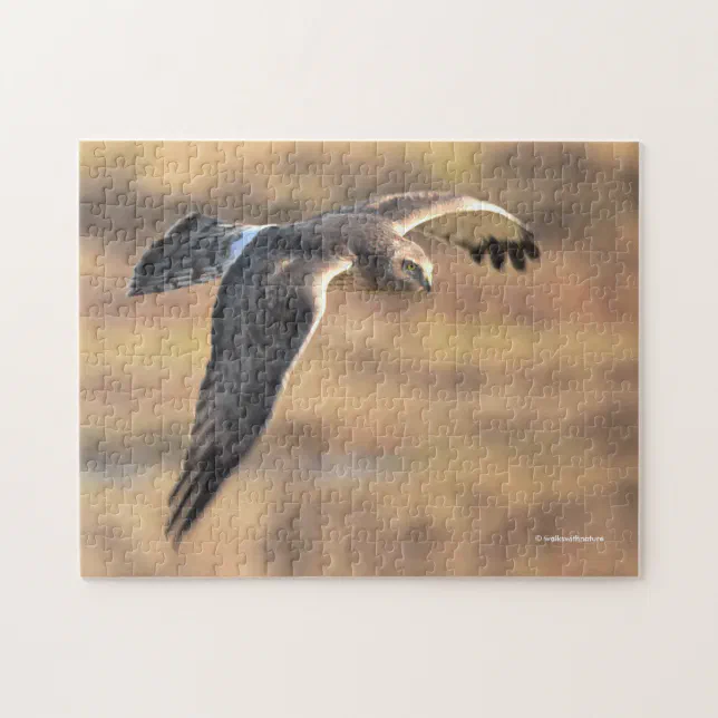 Stunning Northern Harrier on the Hunt in the Marsh Jigsaw Puzzle