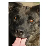 German Shepherd Mix All Occasions 