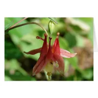 Columbine Flower and Insect
