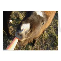 Want a Carrot?