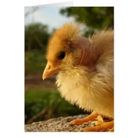 Turkin Chick