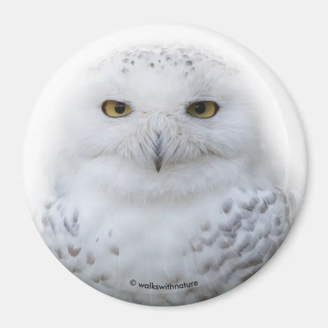 Beautiful, Dreamy and Serene Snowy Owl Magnet