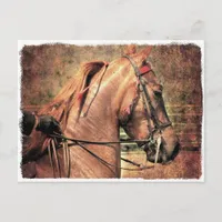 American Saddlebred Postcard