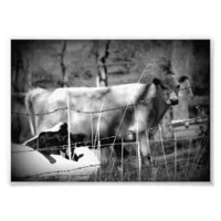 Cattle Black and White Photo Print