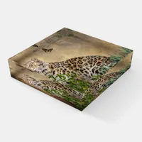 Leopard and Butterfly Wildlife square Paperweight