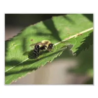 Fuzzy Bumble Bee on Large Green Leaf Photo Print