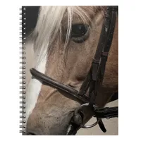 Palomino Horse in Bridle Notebook