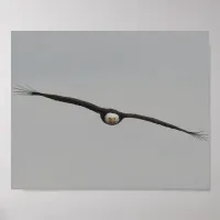 Photograph of an Eagle I Took in Dubuque, Iowa Poster