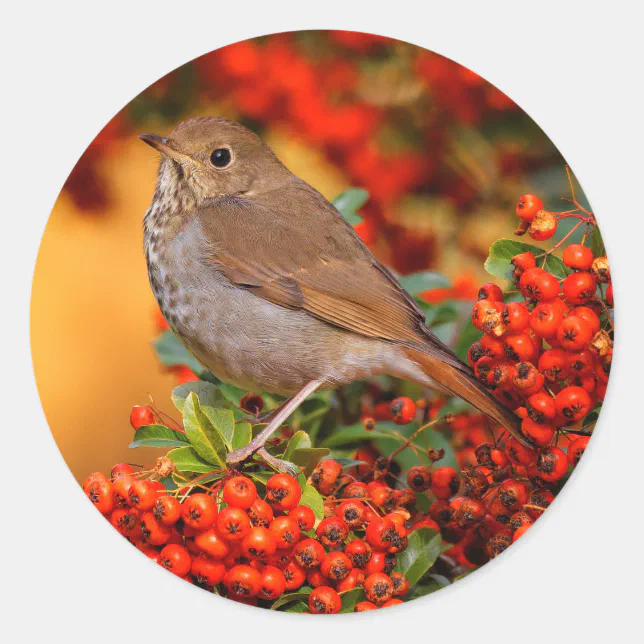 Hermit Thrush Songbird on the Scarlet Firethorn Classic Round Sticker