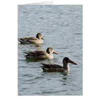 Ducks in a Row