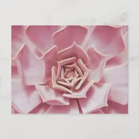 Dusty Rose Pink Succulent Southwest Desert Plant Postcard