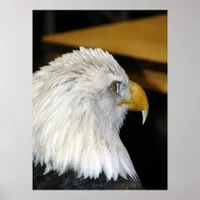 American Bald Eagle Poster