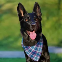 Blue Purple Sparkle Tartan Plaid Gingham Pattern Pet Bandana Collar