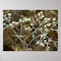 Pretty White Plant Macro Photography Poster