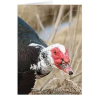 Muscovy Drake