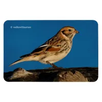 Lapland Longspur on a Sunlit Log Magnet