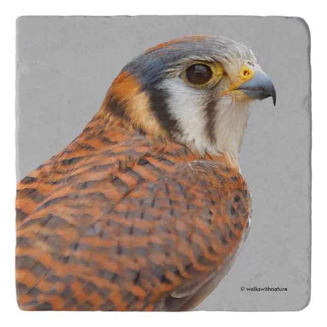 Stunning American Kestrel Sparrowhawk Falcon Trivet