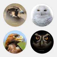 Mesmerizing Golden Eyes of a Spectacled Owl Coaster Set